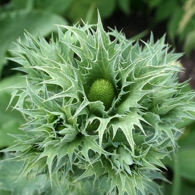 Sea holly (Eryngium planum), blooming far too early Optimized5